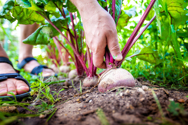 The Benefits of the Beet Root